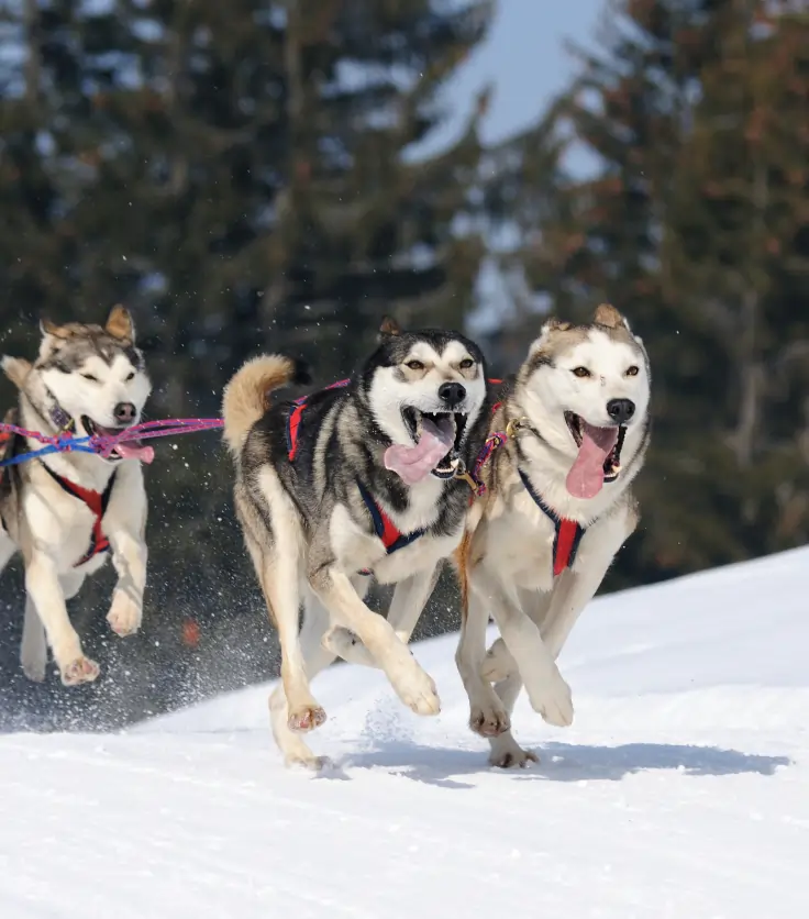 Husky Snow Tour